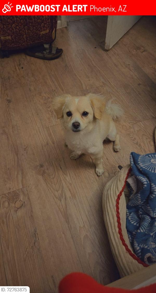 Lost Male Dog last seen 7th st and Broadway , Phoenix, AZ 85001