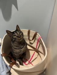 Lost Male Cat last seen West Sandtown, Hampshire Neighborhood, Marietta, GA 30064