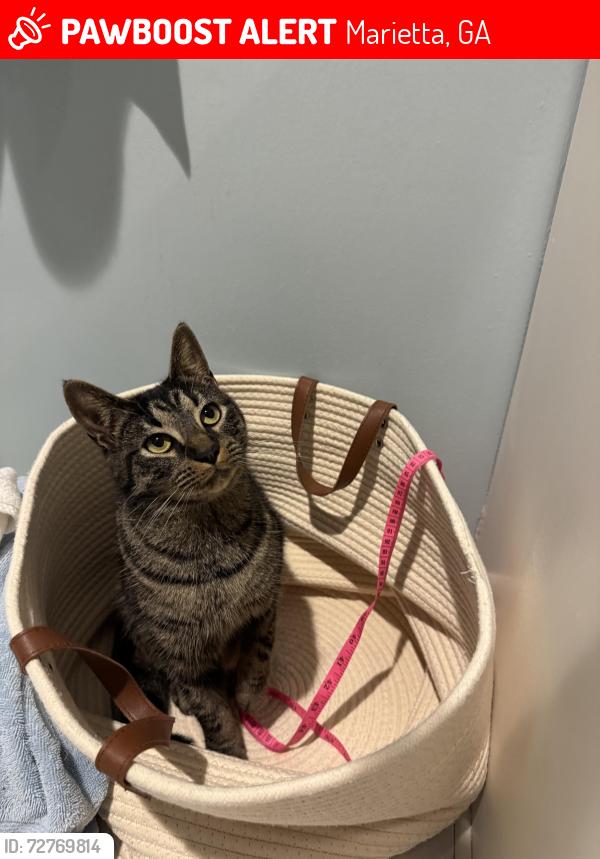 Lost Male Cat last seen West Sandtown, Hampshire Neighborhood, Marietta, GA 30064