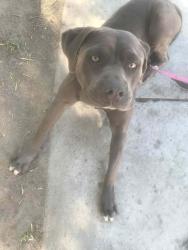 Lost Female Dog last seen Chaparral high school , Paradise, NV 89121