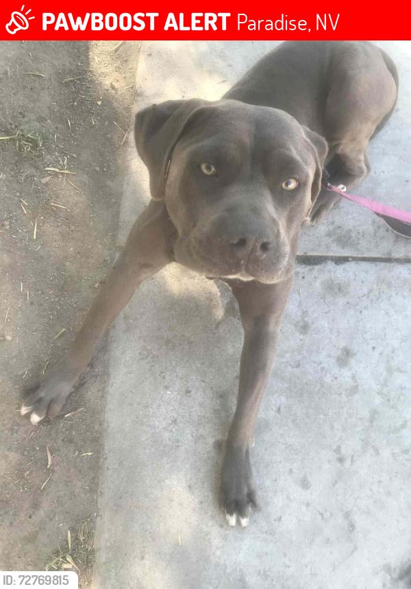 Lost Female Dog last seen Chaparral high school , Paradise, NV 89121