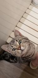 Found/Stray Unknown Cat last seen Jefferson Street Peoria IL , Peoria, IL 61603