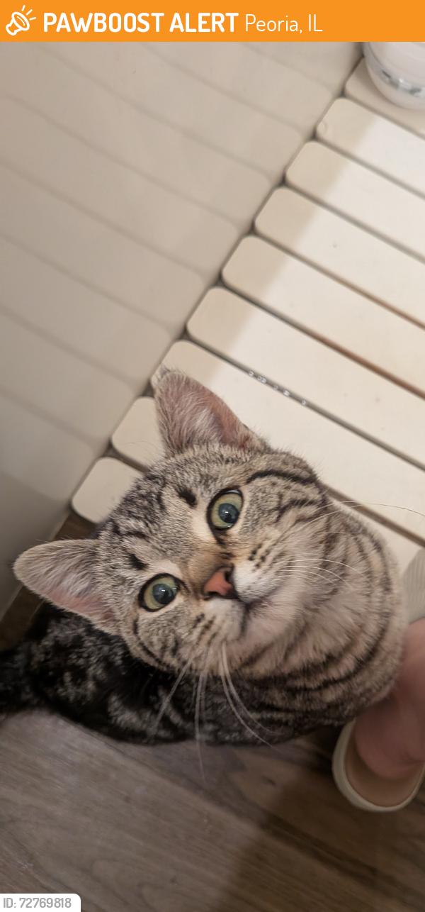 Found/Stray Unknown Cat last seen Jefferson Street Peoria IL , Peoria, IL 61603