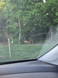 Found/Stray Unknown Dog last seen Wake forest Highway and Sheraton Road, Durham, NC 27703