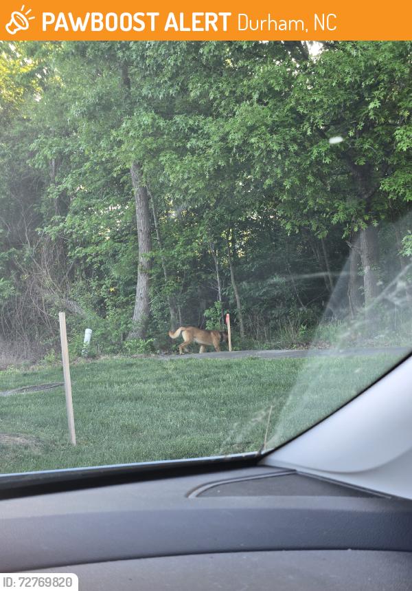 Found/Stray Unknown Dog last seen Wake forest Highway and Sheraton Road, Durham, NC 27703
