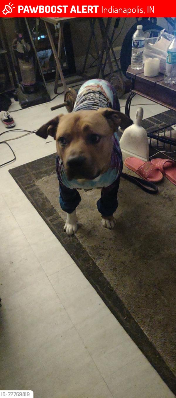 Lost Male Dog last seen Washington Street and gray Street , Indianapolis, IN 46201