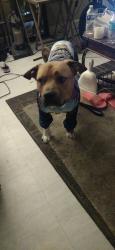 Lost Male Dog last seen Washington Street and gray Street , Indianapolis, IN 46201