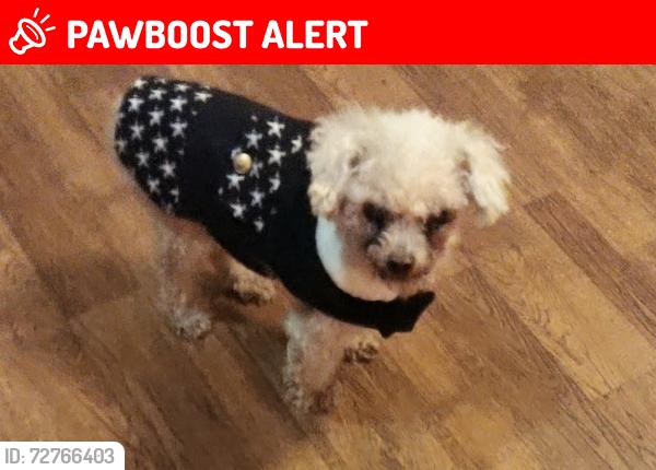 Lost Female Dog last seen North Charlotte Rd, Sulphur Rock, AR , Sulphur Rock, AR 72579