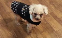 Lost Female Dog last seen North Charlotte Rd, Sulphur Rock, AR , Sulphur Rock, AR 72579