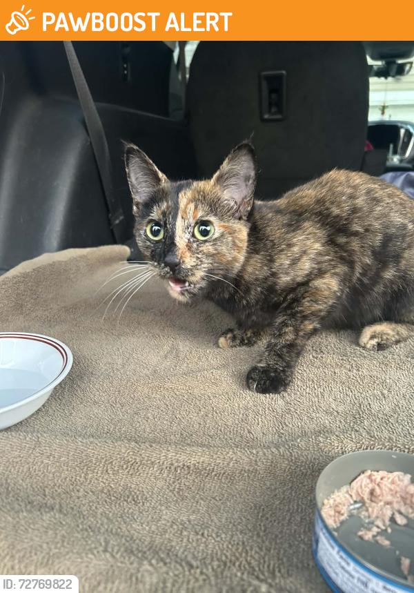 Found/Stray Female Cat last seen Inver Grove Heights, Inver Grove Heights, MN 55076