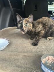 Found/Stray Female Cat last seen Inver Grove Heights, Inver Grove Heights, MN 55076