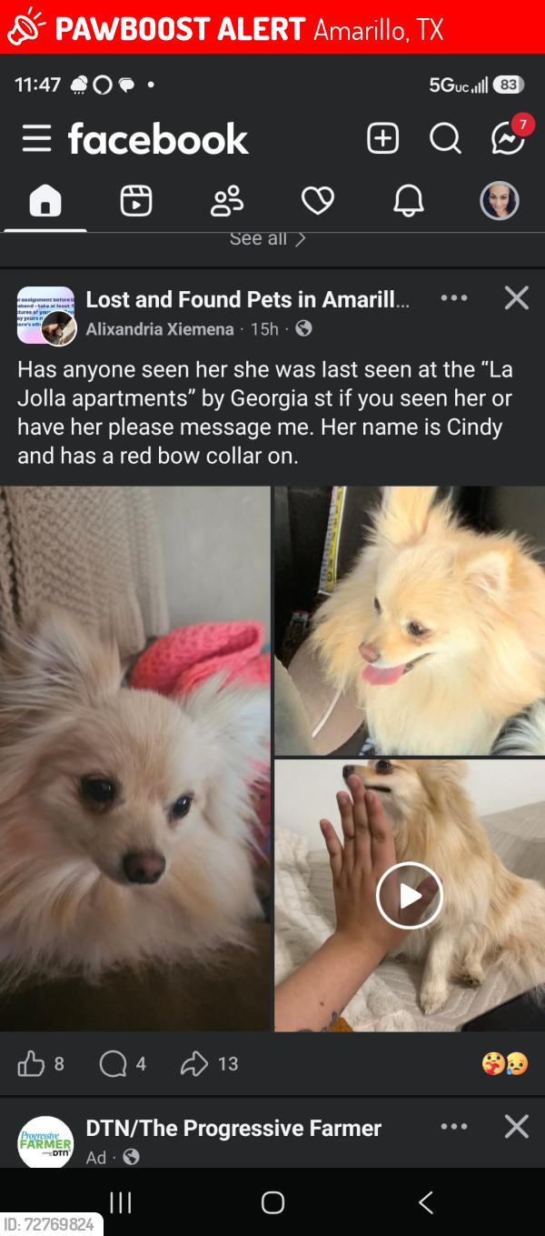 Lost Female Dog last seen Georgia st behind  depot , Amarillo, TX 79109