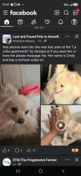 Lost Female Dog last seen Georgia st behind  depot , Amarillo, TX 79109