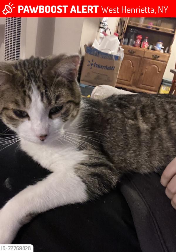 Lost Male Cat last seen Lehigh station rd, West Henrietta, NY 14586