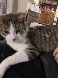Lost Male Cat last seen Lehigh station rd, West Henrietta, NY 14586