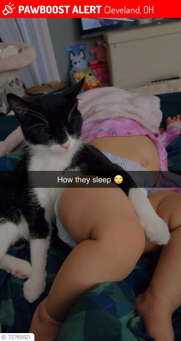 Lost Male Cat last seen 55th and st clair, Cleveland, OH 44103