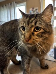 Lost Male Cat last seen Ashlee Brooke Dr and Callie Jo, Bealeton, VA 22712