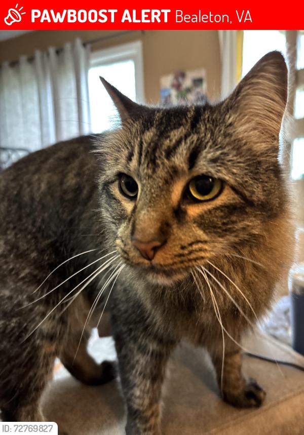 Lost Male Cat last seen Ashlee Brooke Dr and Callie Jo, Bealeton, VA 22712