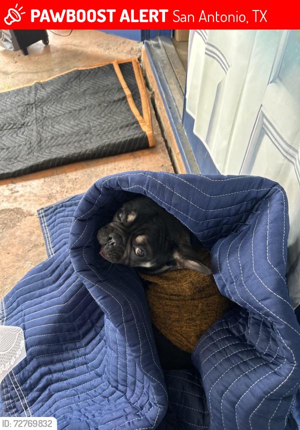 Lost Male Dog last seen Rayburn/ commercial , San Antonio, TX 78221