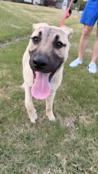 Found/Stray Female Dog last seen Off Cleveland Road, Near Aardvark Animal hosp , Johnston County, NC 27529