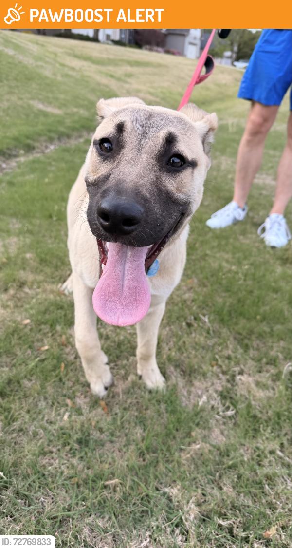 Found/Stray Female Dog last seen Off Cleveland Road, Near Aardvark Animal hosp , Johnston County, NC 27529