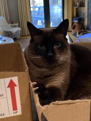 Lost Male Cat last seen Caber and wood valley drive, Raleigh, NC 27613