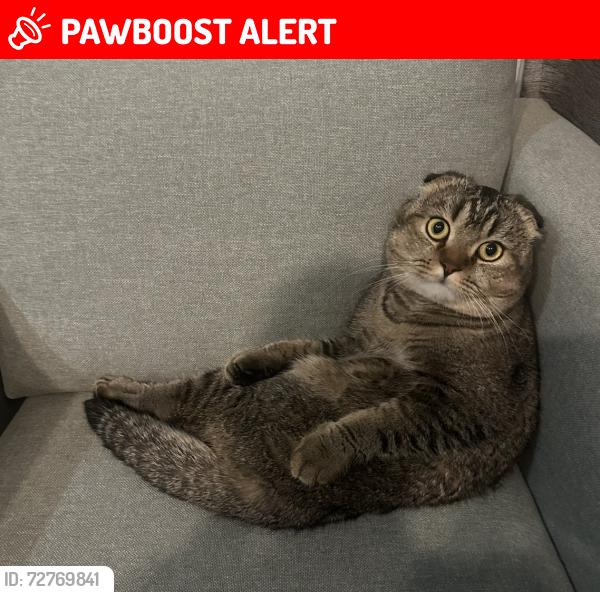 Lost Male Cat last seen Dodd Rd and Red Bug Lake rd, Seminole County, FL 32707