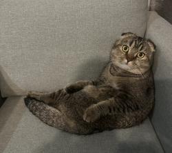 Lost Male Cat last seen Dodd Rd and Red Bug Lake rd, Seminole County, FL 32707