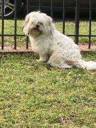Found/Stray Male Dog last seen 23rd and X st, Richmond, VA 23223
