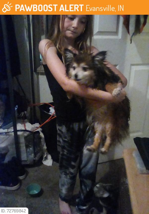 Found/Stray Female Dog last seen Michigan and Franklin, Evansville, IN 47711