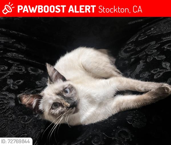 Lost Female Cat last seen Holman road, Ravello way, Salvatore ln, Penelope dr , Stockton, CA 95212