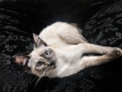 Lost Female Cat last seen Holman road, Ravello way, Salvatore ln, Penelope dr , Stockton, CA 95212