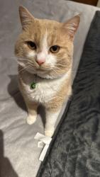 Lost Male Cat last seen Roseville  AVE , VICTORIA AVE , Greater London, England 