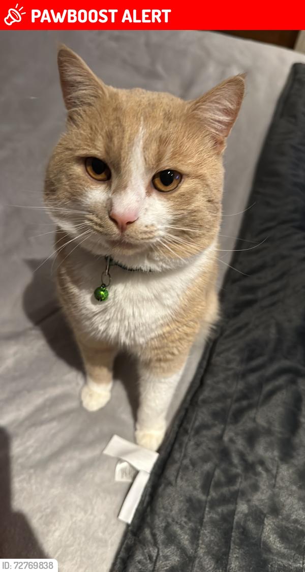 Lost Male Cat last seen Roseville  AVE , VICTORIA AVE , Greater London, England 