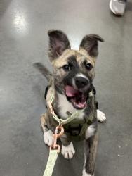 Found/Stray Female Dog last seen Berry road, Houston, TX 77022