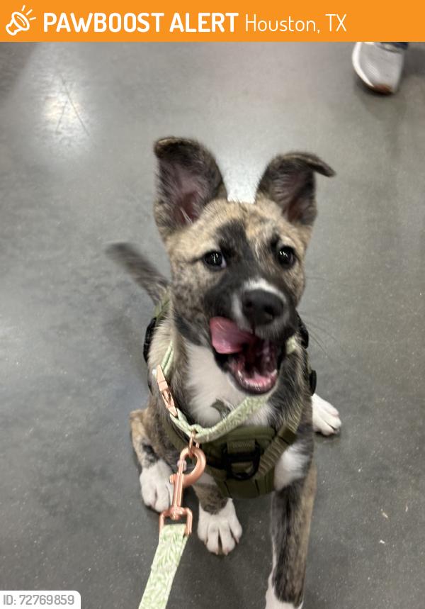 Found/Stray Female Dog last seen Berry road, Houston, TX 77022