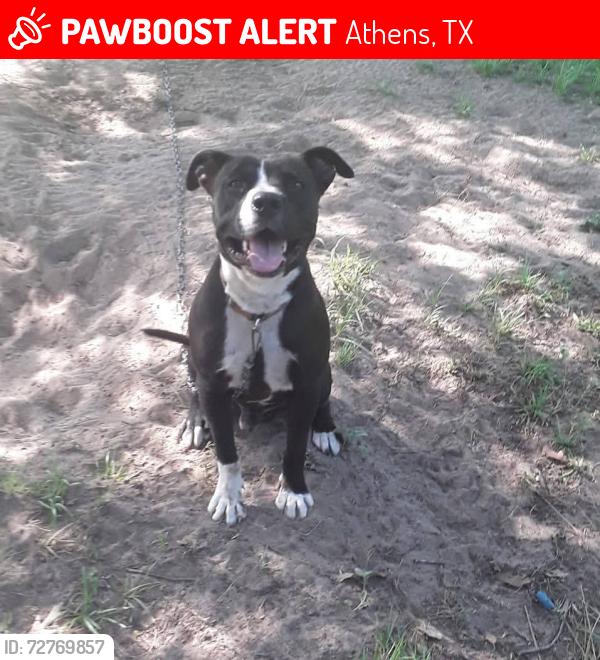 Lost Male Dog last seen Clements scout ranch, Athens, TX 75751