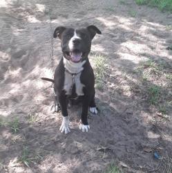 Lost Male Dog last seen Clements scout ranch, Athens, TX 75751