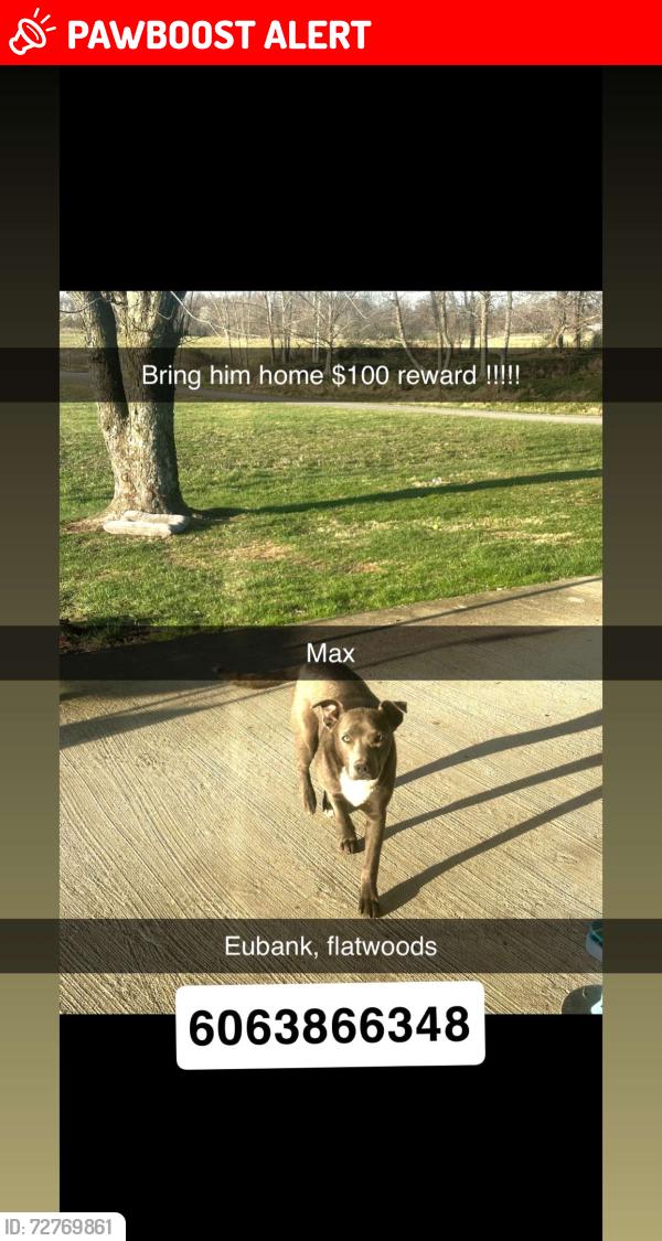 Lost Male Dog last seen Raymond todd rd , Flatwoods School Rd, KY 40419