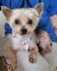 Lost Male Dog last seen Martin Luther king, Daytona Beach, FL 32114