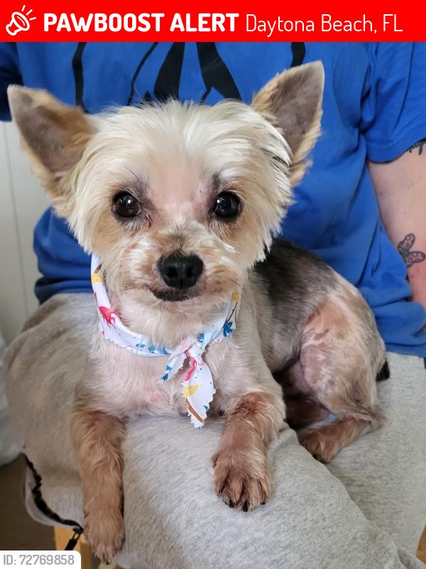 Lost Male Dog last seen Martin Luther king, Daytona Beach, FL 32114