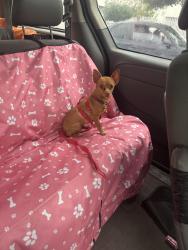 Lost Female Dog last seen Rio grande , Guadalupe, N.L. 67196