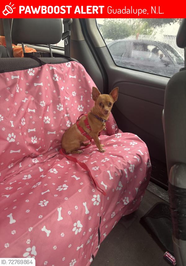 Lost Female Dog last seen Rio grande , Guadalupe, N.L. 67196