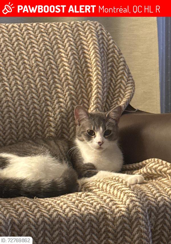 Lost Female Cat last seen Abou ilyasss, Boulevard Cote Vertu Ouest, Saint-Laurent, QC, Canada, Montréal, QC H4L 4R4
