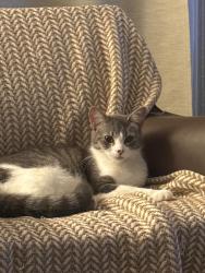 Lost Female Cat last seen Abou ilyasss, Boulevard Cote Vertu Ouest, Saint-Laurent, QC, Canada, Montréal, QC H4L 4R4