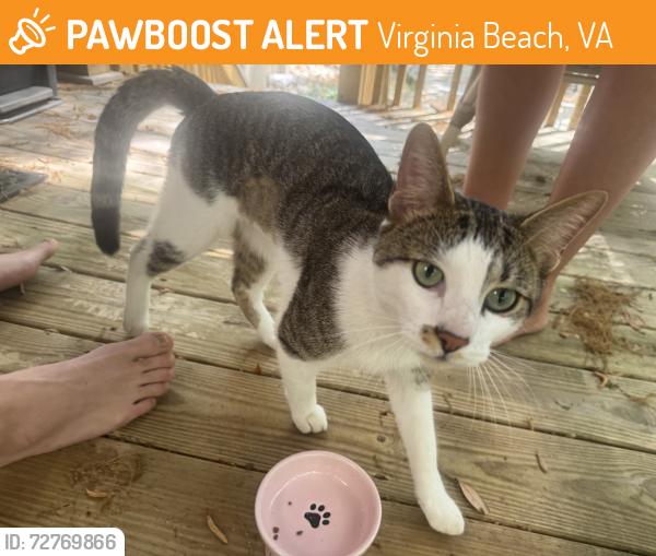 Found/Stray Male Cat last seen Great neck road , Virginia Beach, VA 23454