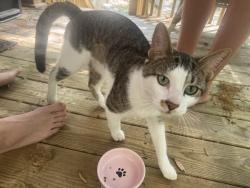 Found/Stray Male Cat last seen Great neck road , Virginia Beach, VA 23454