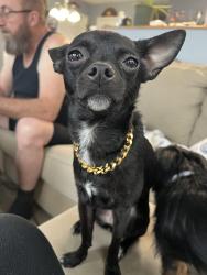 Lost Female Dog last seen Commonwealth Center Parkway, Midlothian, VA 23112