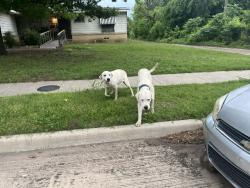 Found/Stray Unknown Dog last seen Dahlia, Dallas, TX 75216