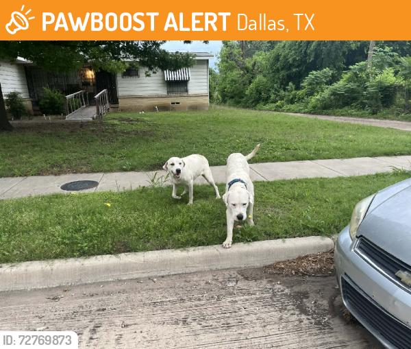 Found/Stray Unknown Dog last seen Dahlia, Dallas, TX 75216
